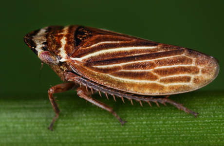 Wiesen-Erdzikade (Aphrodes makarovi) - © Gernot Kunz